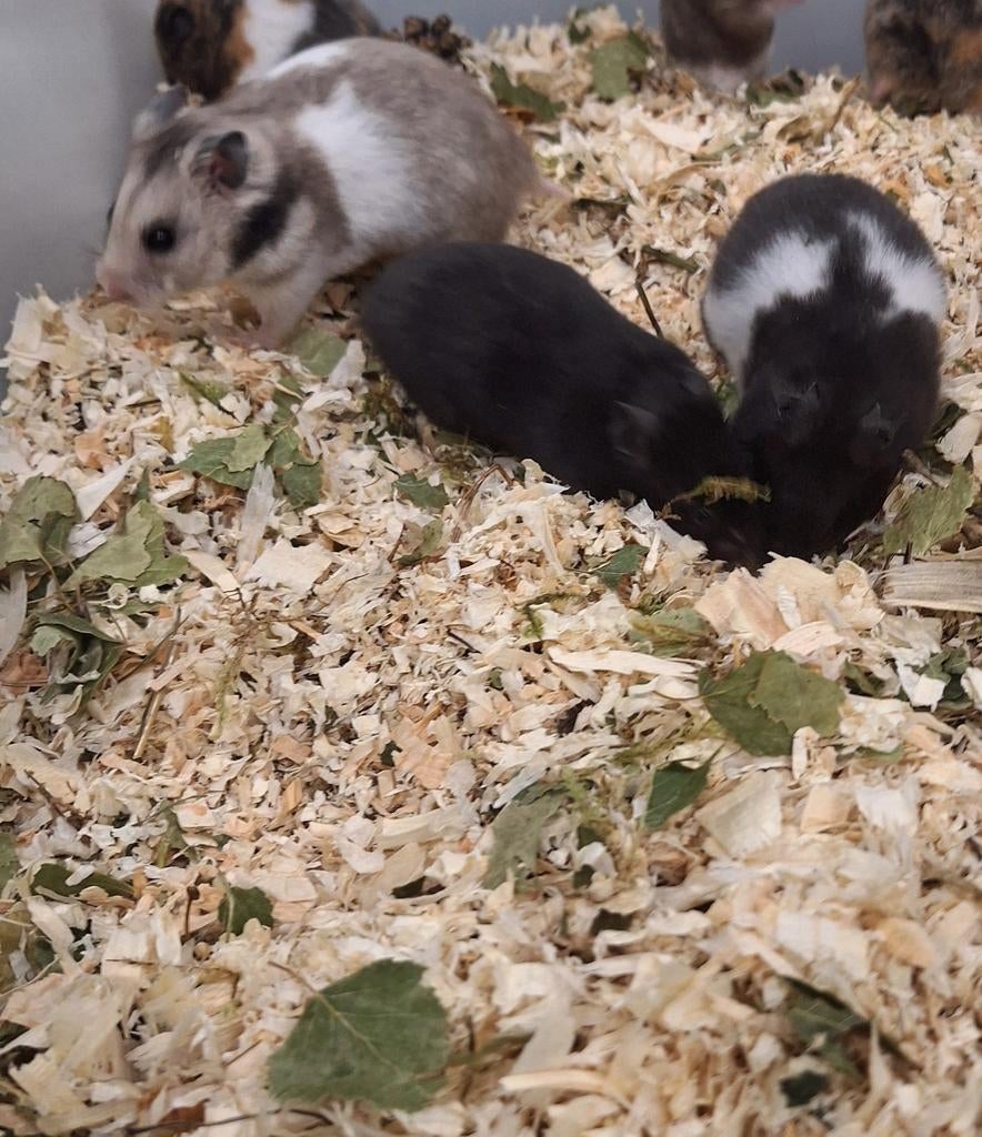 Jonge goudhamsters, handtam, verschillende kleurtjes, Dieren en Toebehoren, Knaagdieren, Hamster, Maart