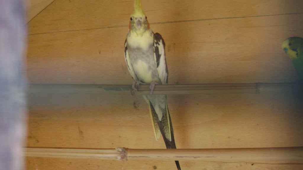 valkparkiet, Animaux & Accessoires, Oiseaux | Perruches & Perroquets, Femelle, Perruche, Bagué