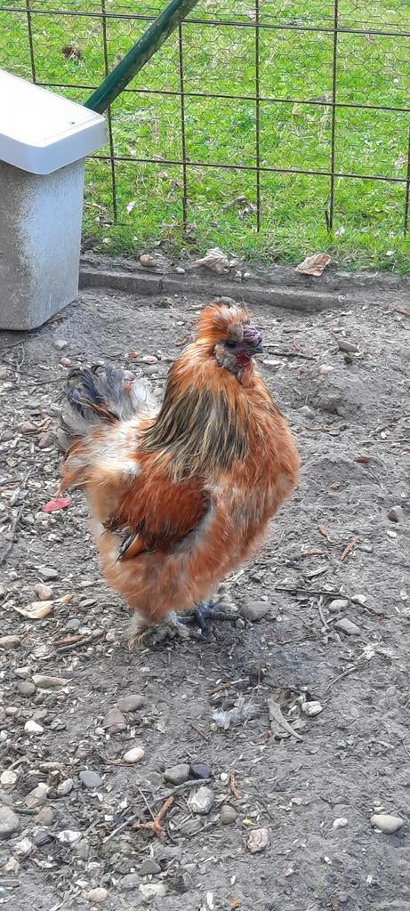 Zijdehoen haan bruin, Dieren en Toebehoren