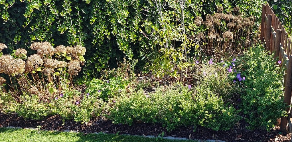 Ilex crenata 'Convexa' haag (40-50 cm) – Zelf uit te graven!, Tuin en Terras, Planten | Struiken en Hagen, Ophalen, Hulst, Haag