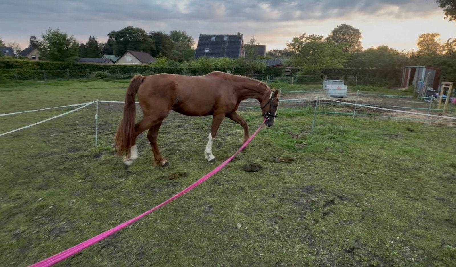 2 jarige tuiger merrie, Animaux & Accessoires, Chevaux, Jument, Cheval d'attelage, Avec pedigree, 0 à 2 ans
