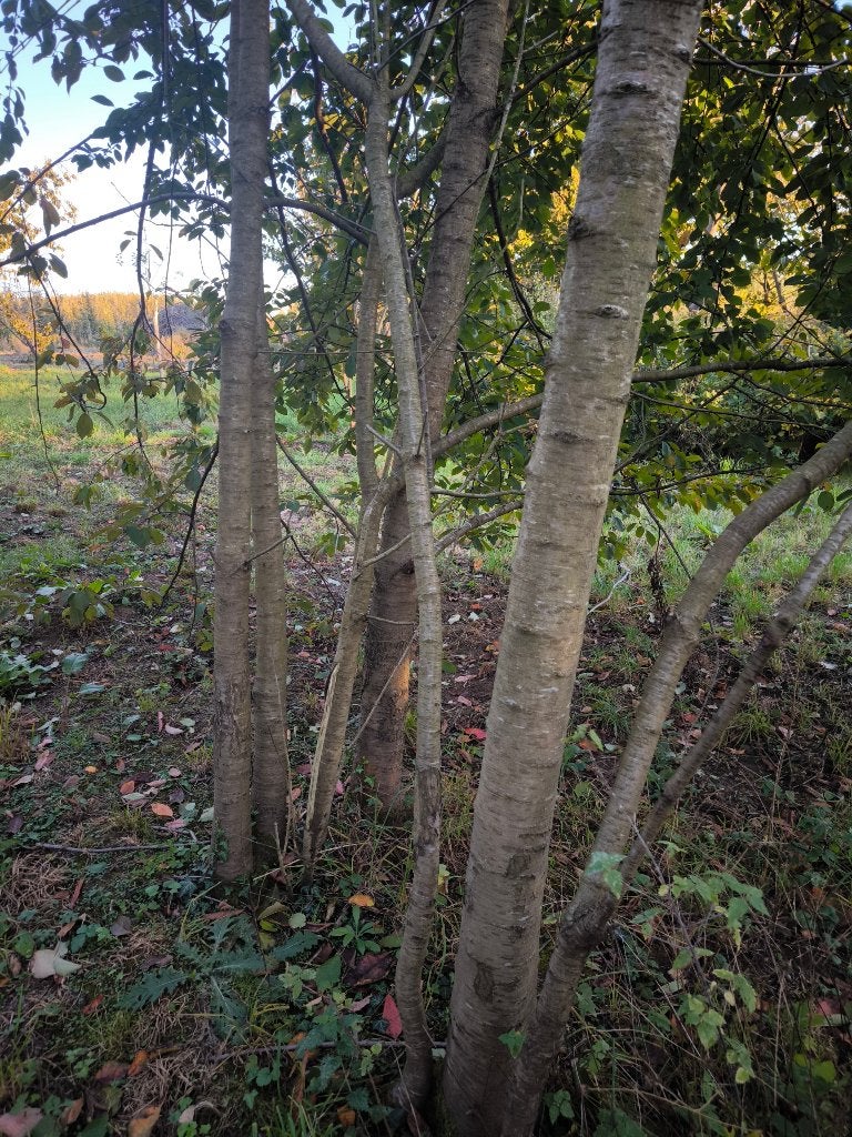 Gratis hout van kersenbomen, Ophalen