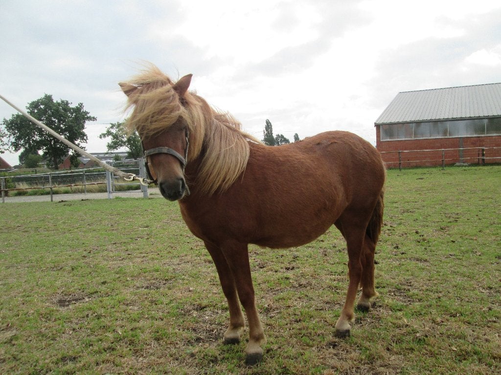 Shetlander vos merrie, Dieren en Toebehoren, Merrie, 0 tot 2 jaar, A pony (tot 1.17m), Gechipt