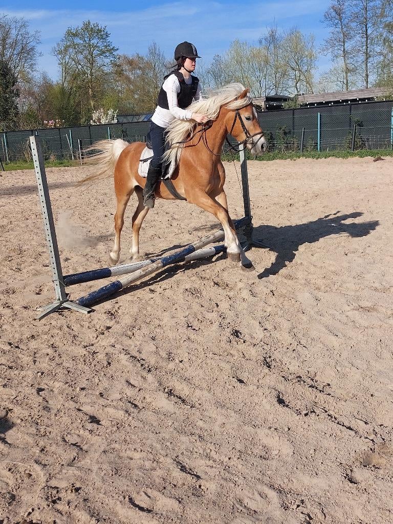 Haflinger ideaal hypotherapie paard, Dieren en Toebehoren, Paarden, Ruin, B, Minder dan 160 cm, 3 tot 6 jaar, Recreatiepaard, Met stamboom