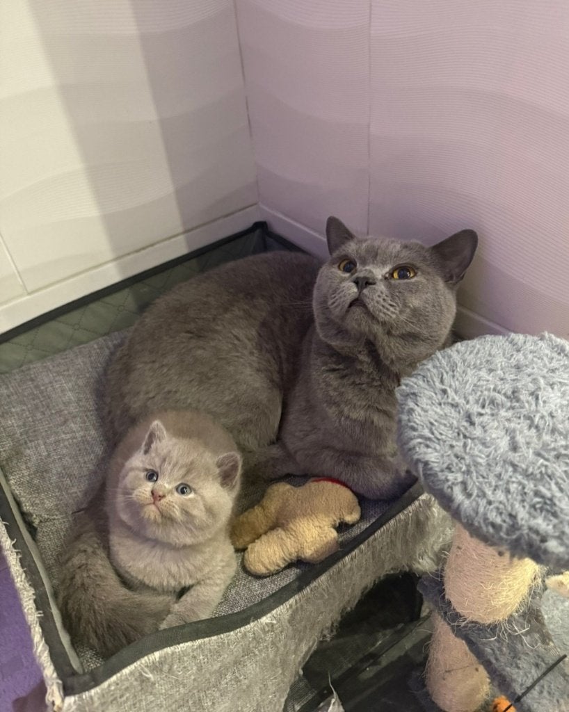 Magnifique chaton British Shorthair, Chatte ou Chat, Avec pedigree, 0 à 2 ans