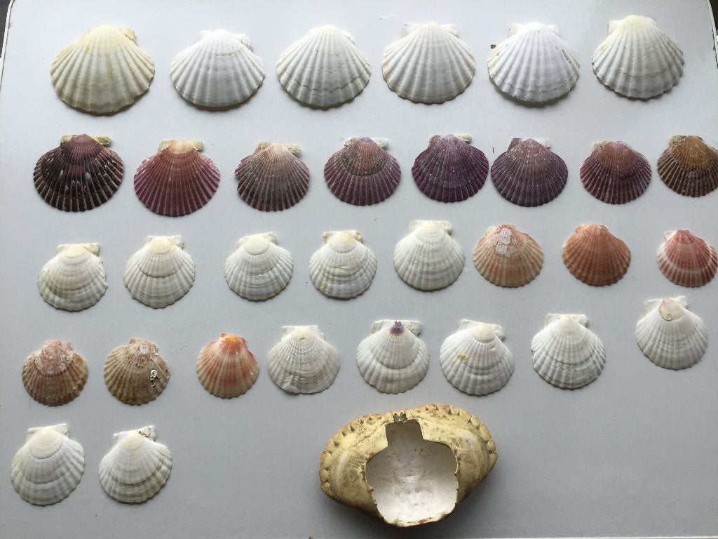 diverse sets van schelpen aan 10 euro per foto, Ophalen of Verzenden, Schelp(en)