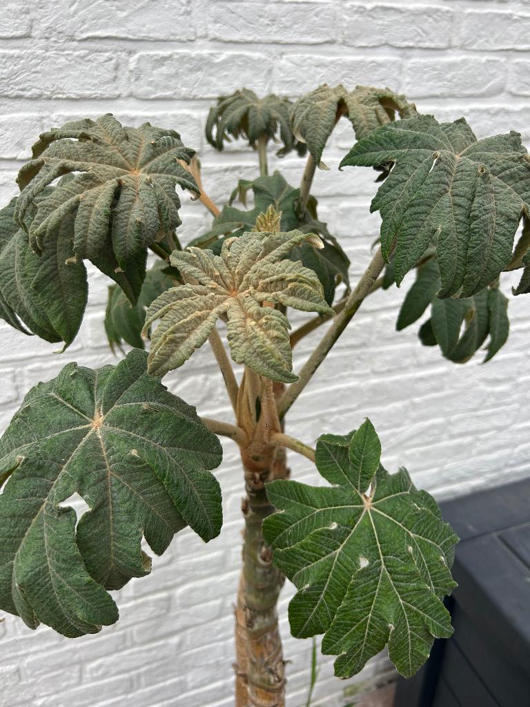 Tetrapanax, Tuin en Terras, Ophalen