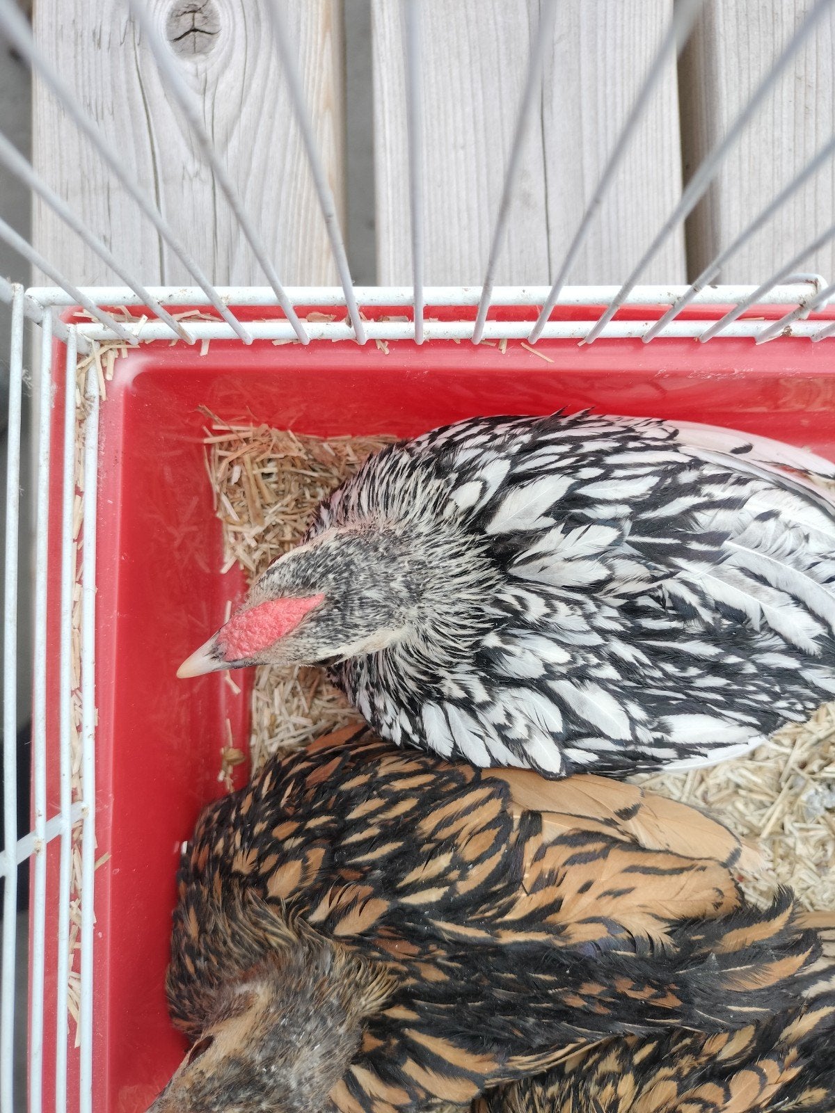 5 mooie sebright haantjes, Dieren en Toebehoren