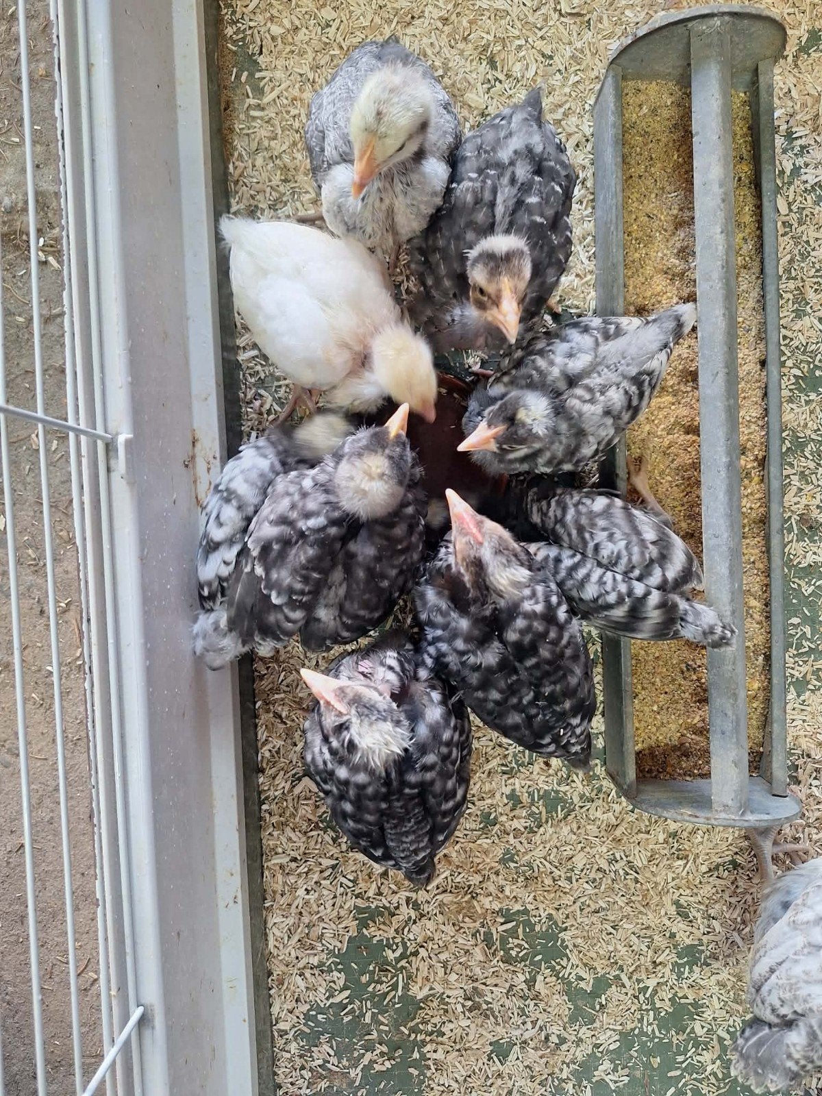Kuikens
