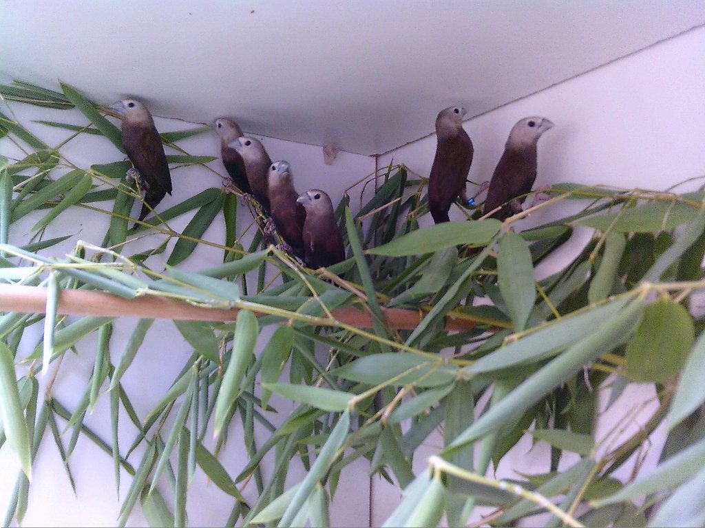 witkopnonnen, 2026 TT kwaliteit., Animaux & Accessoires, Oiseaux | Oiseaux Autre, Oiseau tropical, Bagué