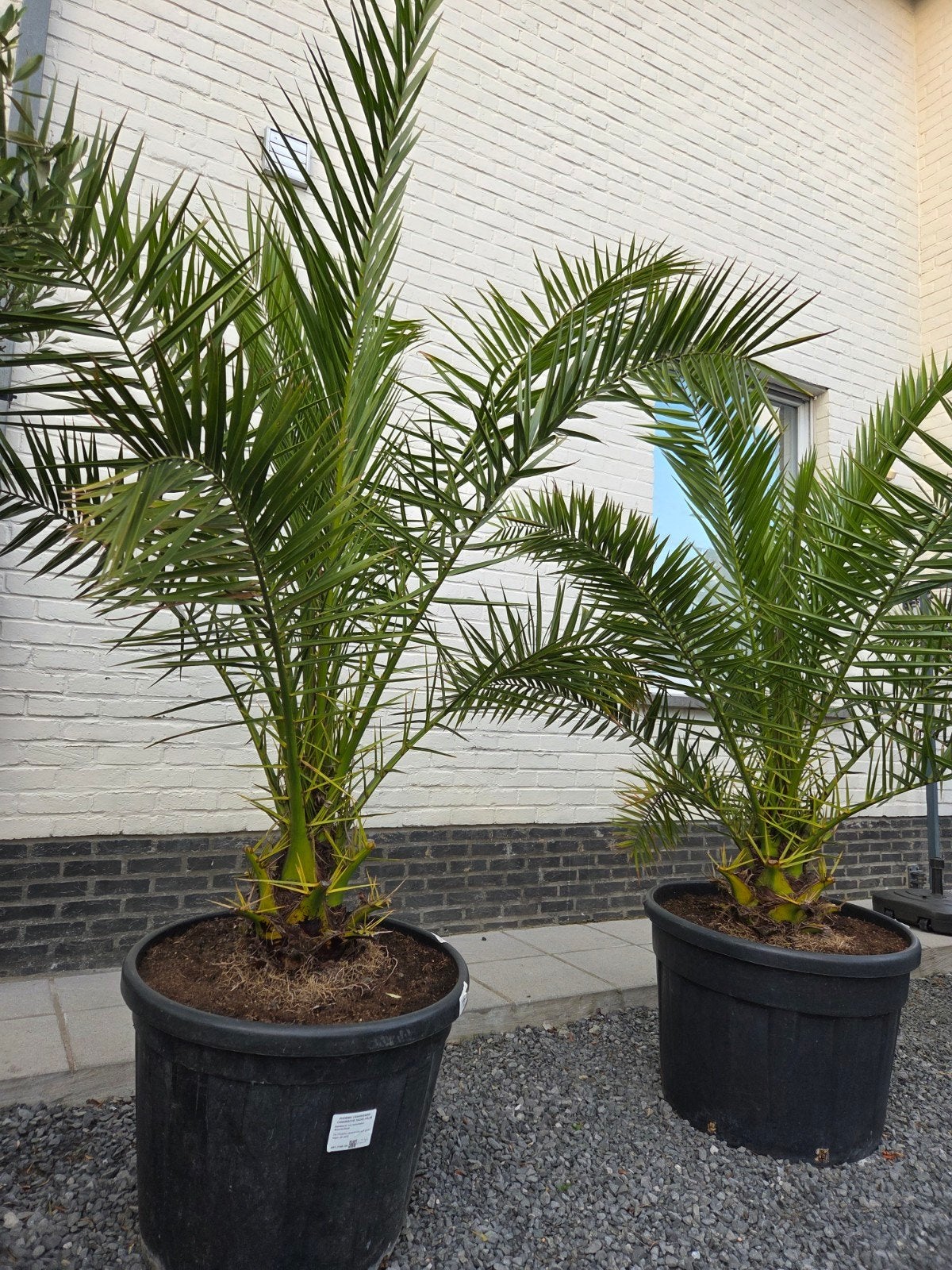 Palmboom Phoenix Canariensis - dadelpalm, Ophalen