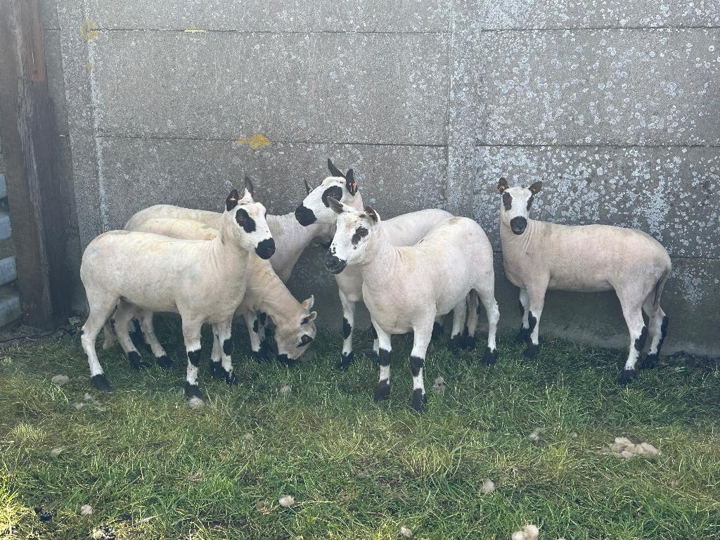 6 jaarling kerry hill ooien, Dieren en Toebehoren