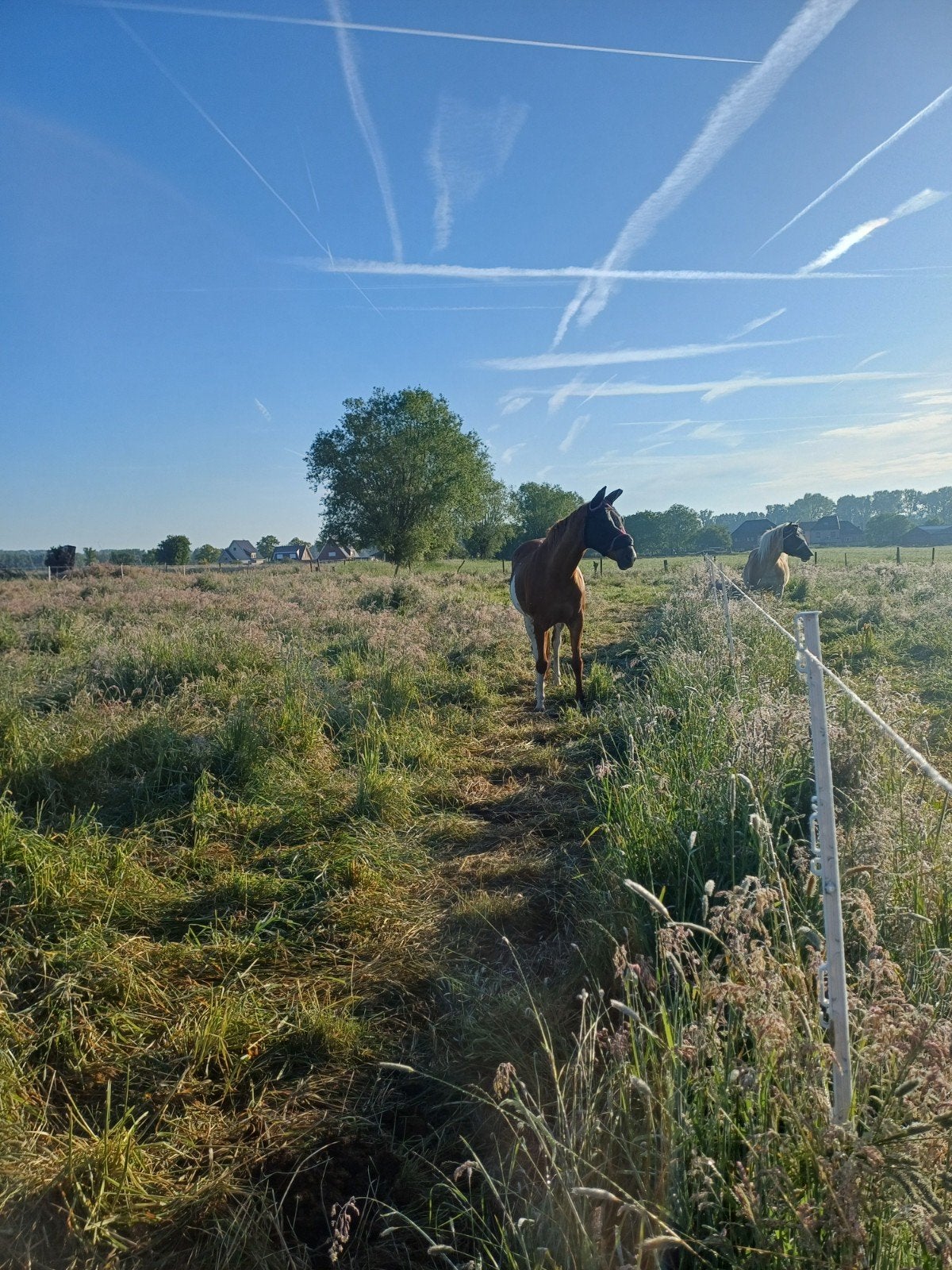 Plaatsje vrij te Viane (Geraardsbergen), Dieren en Toebehoren, Stalling en Weidegang, Stalling, 4 paarden of pony's of meer