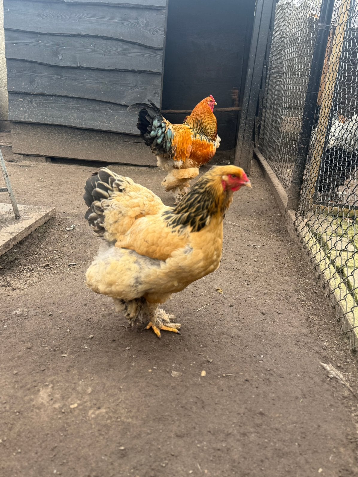 Brahma buff zwart hennen
