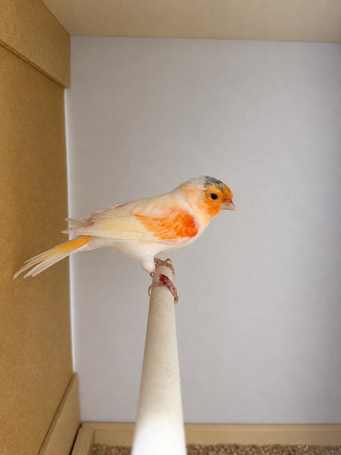 Rood mozaïek kanarie 2026, Dieren en Toebehoren, Mannelijk, Kleurkanarie