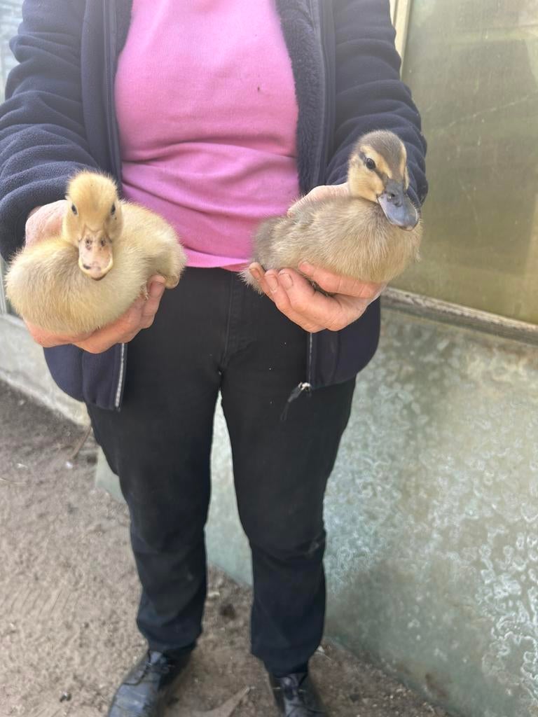 Barberie eend muskus eend, Animaux & Accessoires, Volatiles, Canard