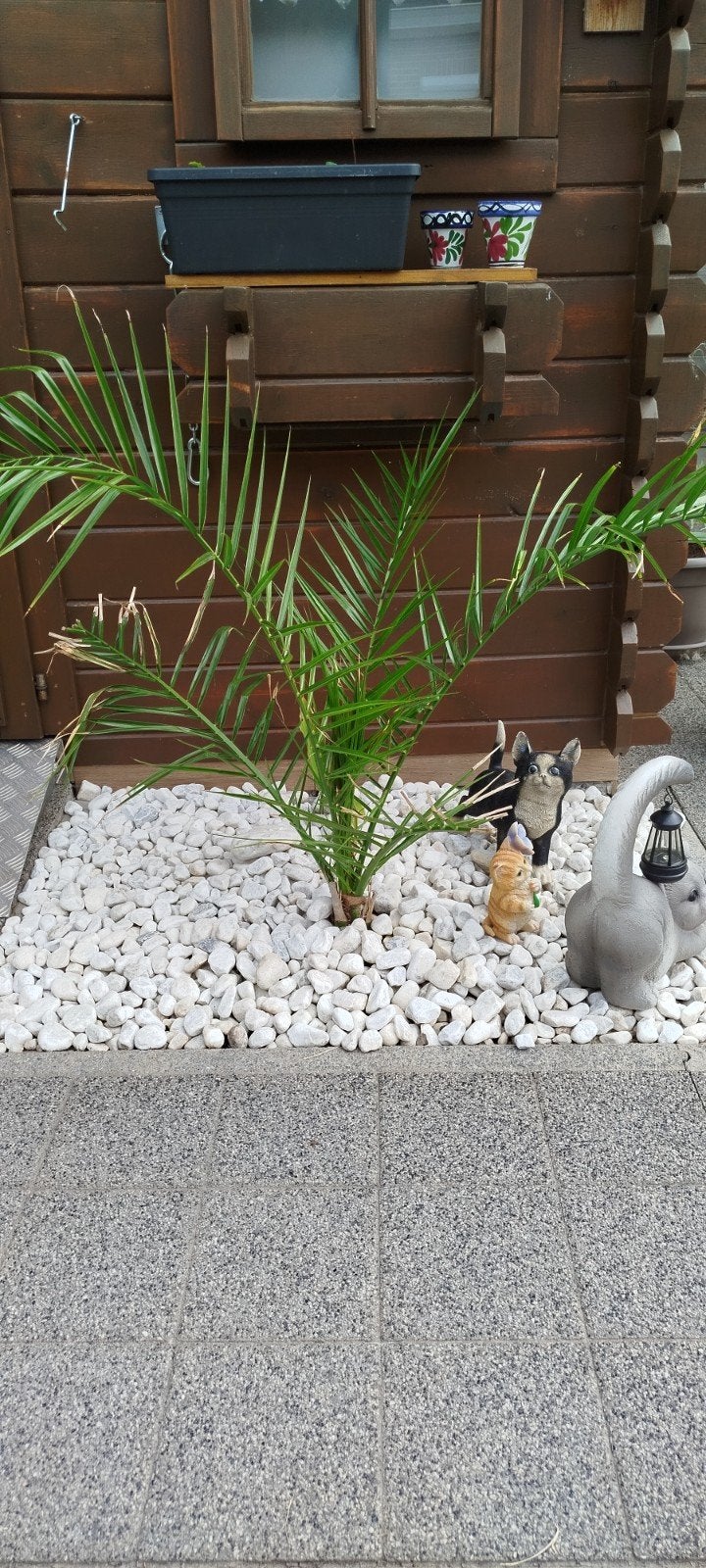 Palmboom Canarische dadelpalm, Tuin en Terras, Ophalen