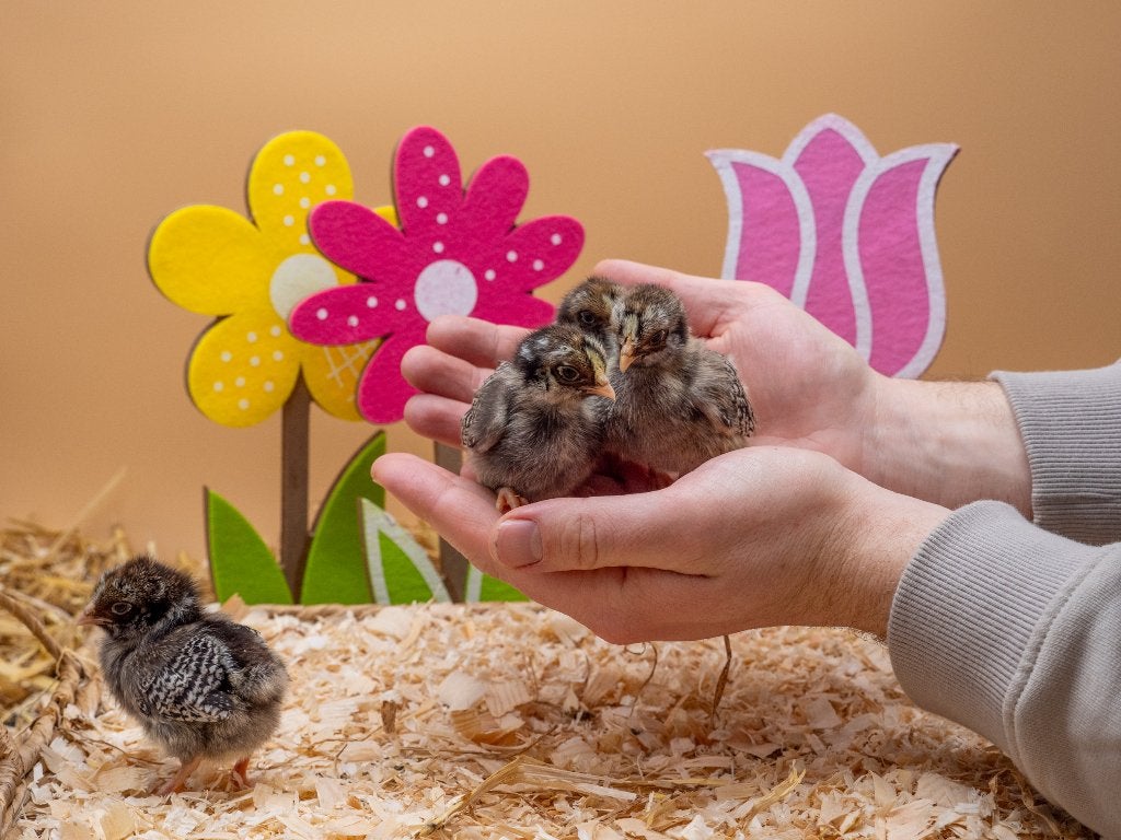 Barnevelder kriel zilver gezoomde kuikens gesekst & ingeënt, Dieren en Toebehoren, Pluimvee, Vrouwelijk, Kip