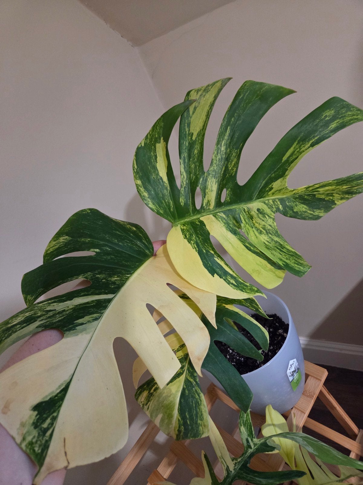 Monstera Aurea, Huis en Inrichting, Kamerplanten, Ophalen of Verzenden