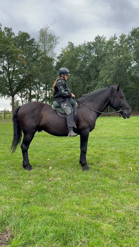Zeer lieve mugese ruin, Dieren en Toebehoren, Gechipt, Ruin, Zadelmak, 170 tot 175 cm