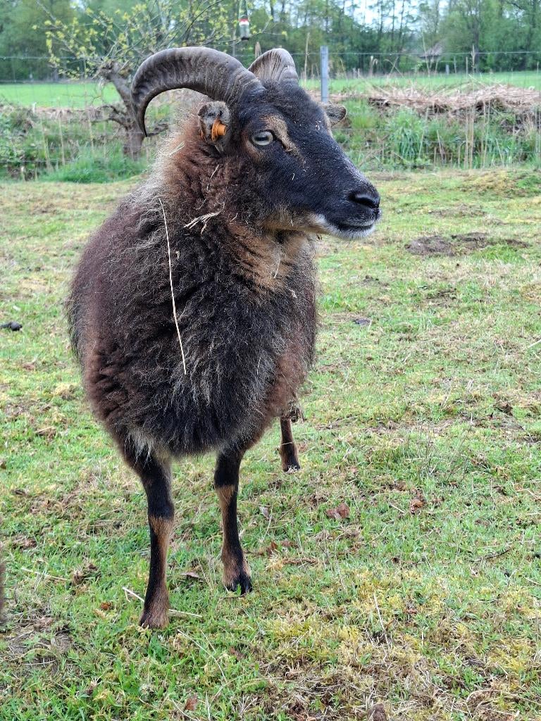 schaap ooi soay, Femelle, Mouton, 3 à 5 ans