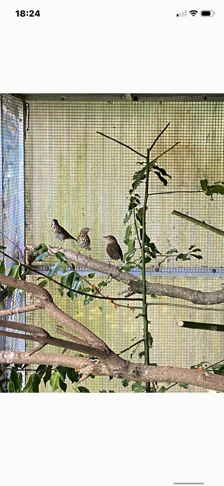 Zanglijster, Dieren en Toebehoren, Meerdere dieren, Wildzangvogel, Geringd