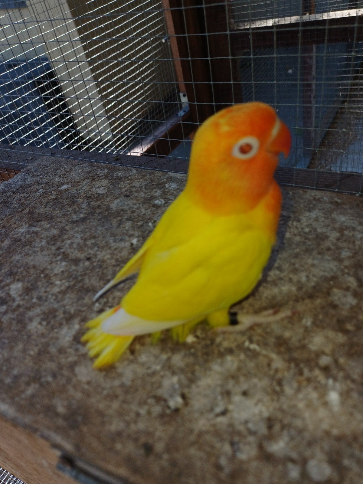 Pastelino albino