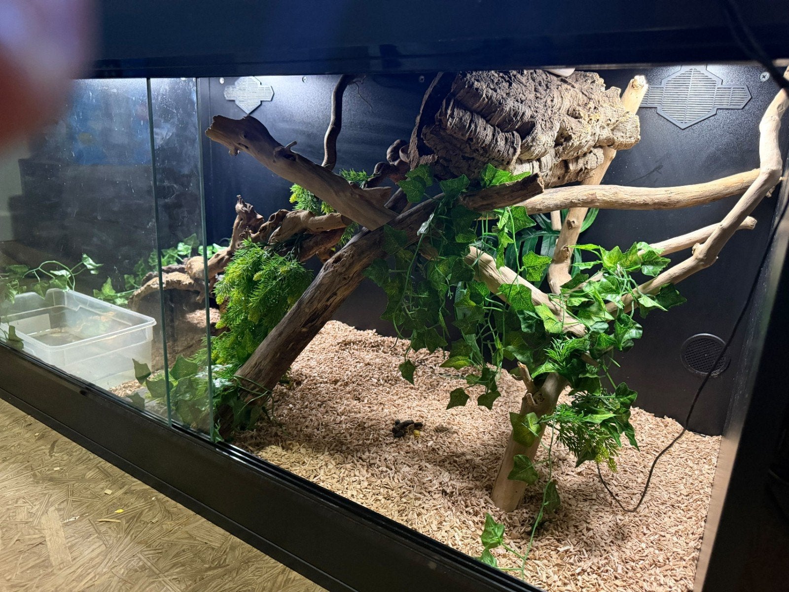 1.0 hypo labyrinth het vpi het snow, Ophalen, Nieuw, Terrarium of Paludarium