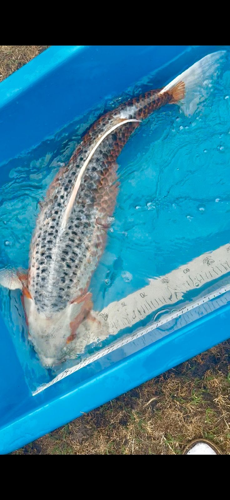 Koi Asagi 65 cm 6 jaar, Dieren en Toebehoren