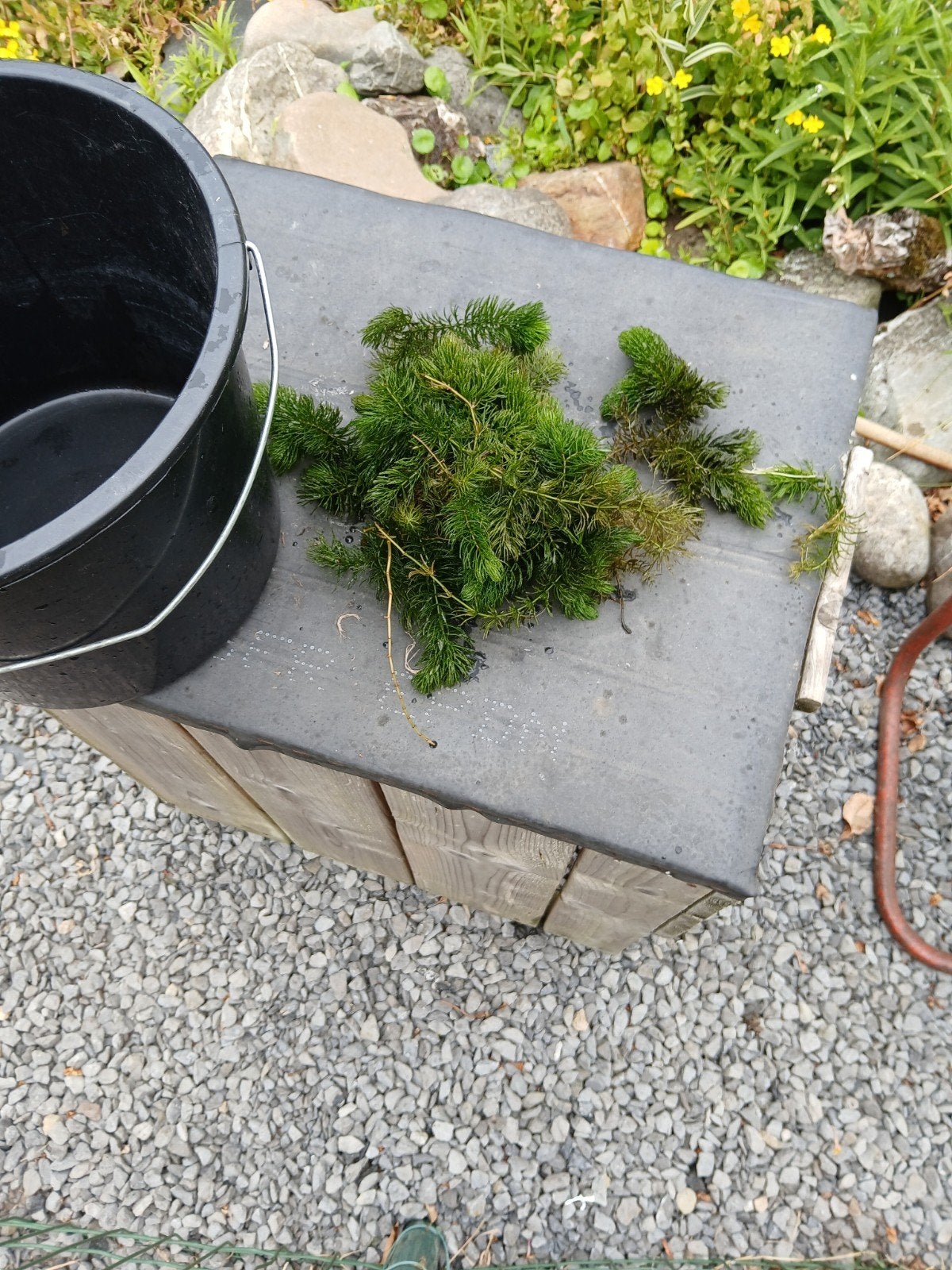 zuurstof planten, Enlèvement