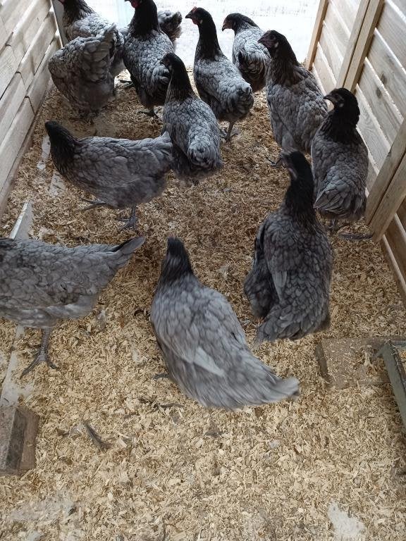 poules pondeuses grises et 5 autres couleurs 0499/082381, Femelle, Poule ou poulet