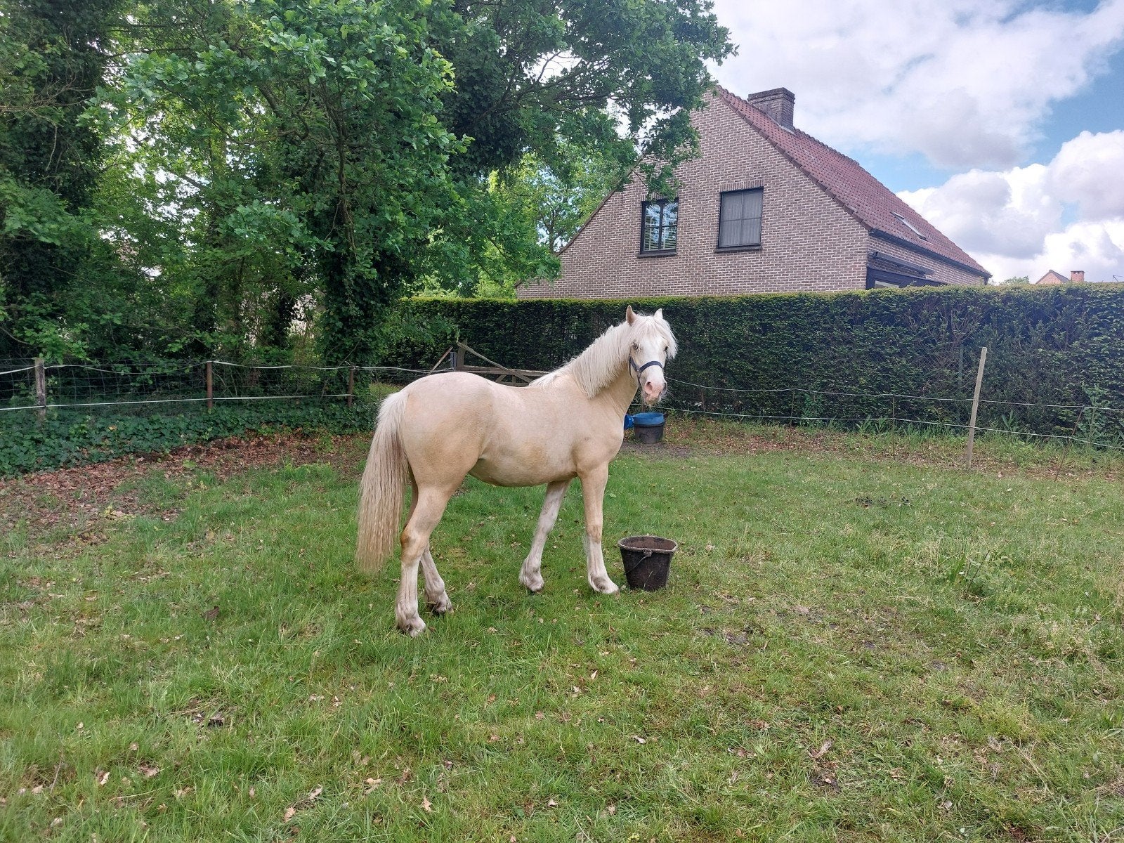 Jaarling Welsh Cob merrie, Jument, Poney D (1.37 m à 1.48m), Avec pedigree, 0 à 2 ans