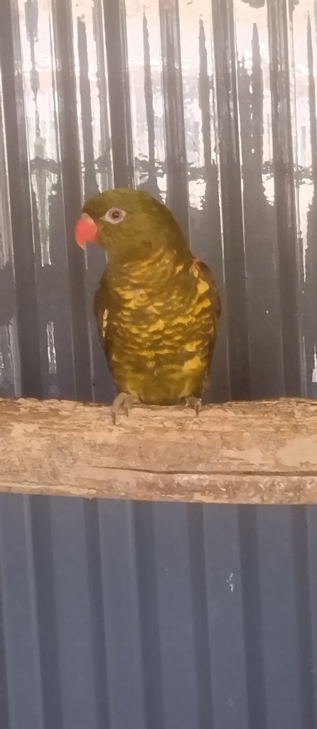 Koppel Shubben Lori-mutatie, Meerdere dieren, Parkiet, Geringd