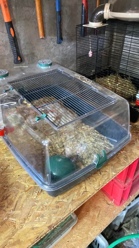 Muizen en kooi 6x, Dieren en Toebehoren, Ophalen, Zo goed als nieuw, Kooi