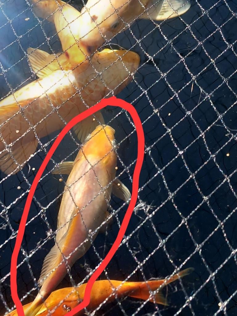 10 à 15 poissons rouges différents, Poisson(s) rouge(s)