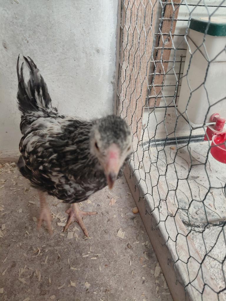 Haan, Dieren en Toebehoren, Mannelijk, Kip