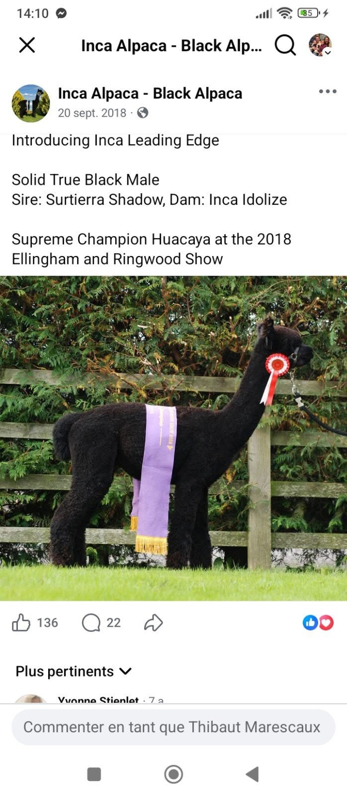 Ter dekking alpaca hengst uit England, Dieren en Toebehoren, Overige Dieren, Mannelijk, Januari