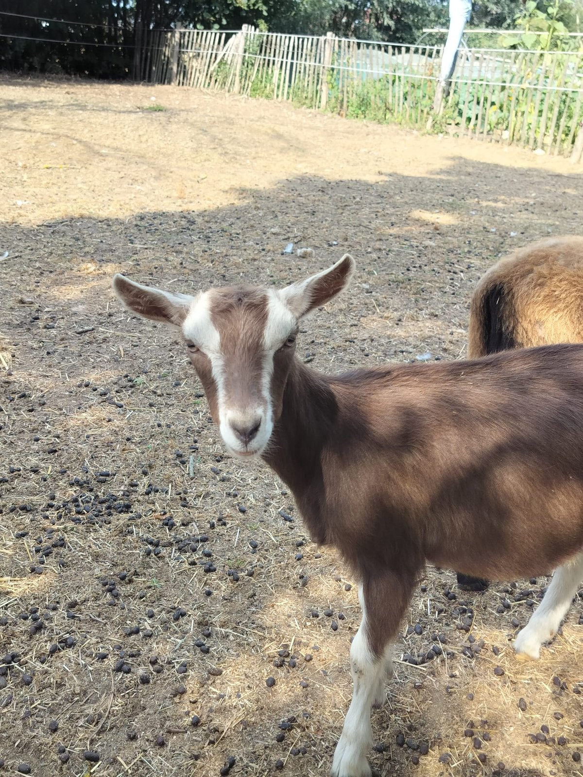Toggenburger geit/sik, Meerdere dieren, Geit, 0 tot 2 jaar