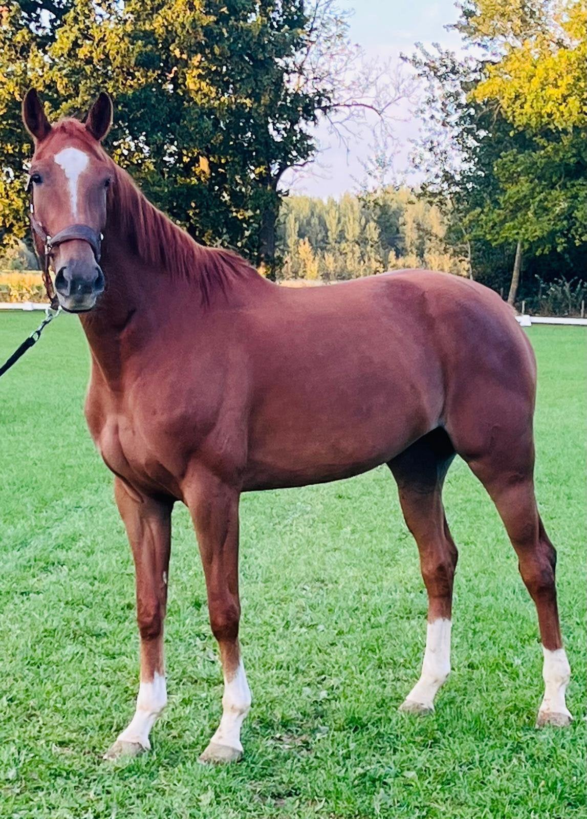 Kweekmerrie/dressuur/springpaard te koop, Dieren en Toebehoren, Merrie, Met stamboom, Dressuurpaard, 3 tot 6 jaar