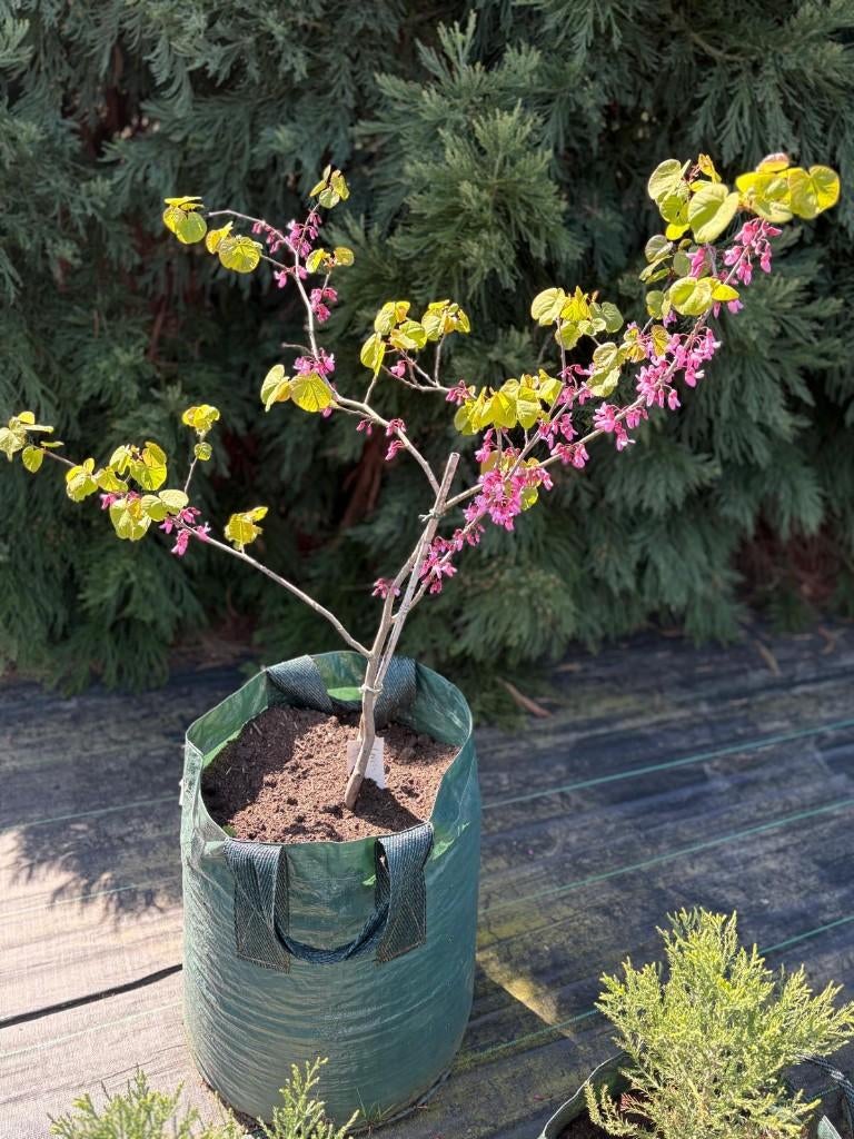 Californische judasboom: prachtige lente bloeier!, Overige soorten, Lente, 100 tot 250 cm, Ophalen