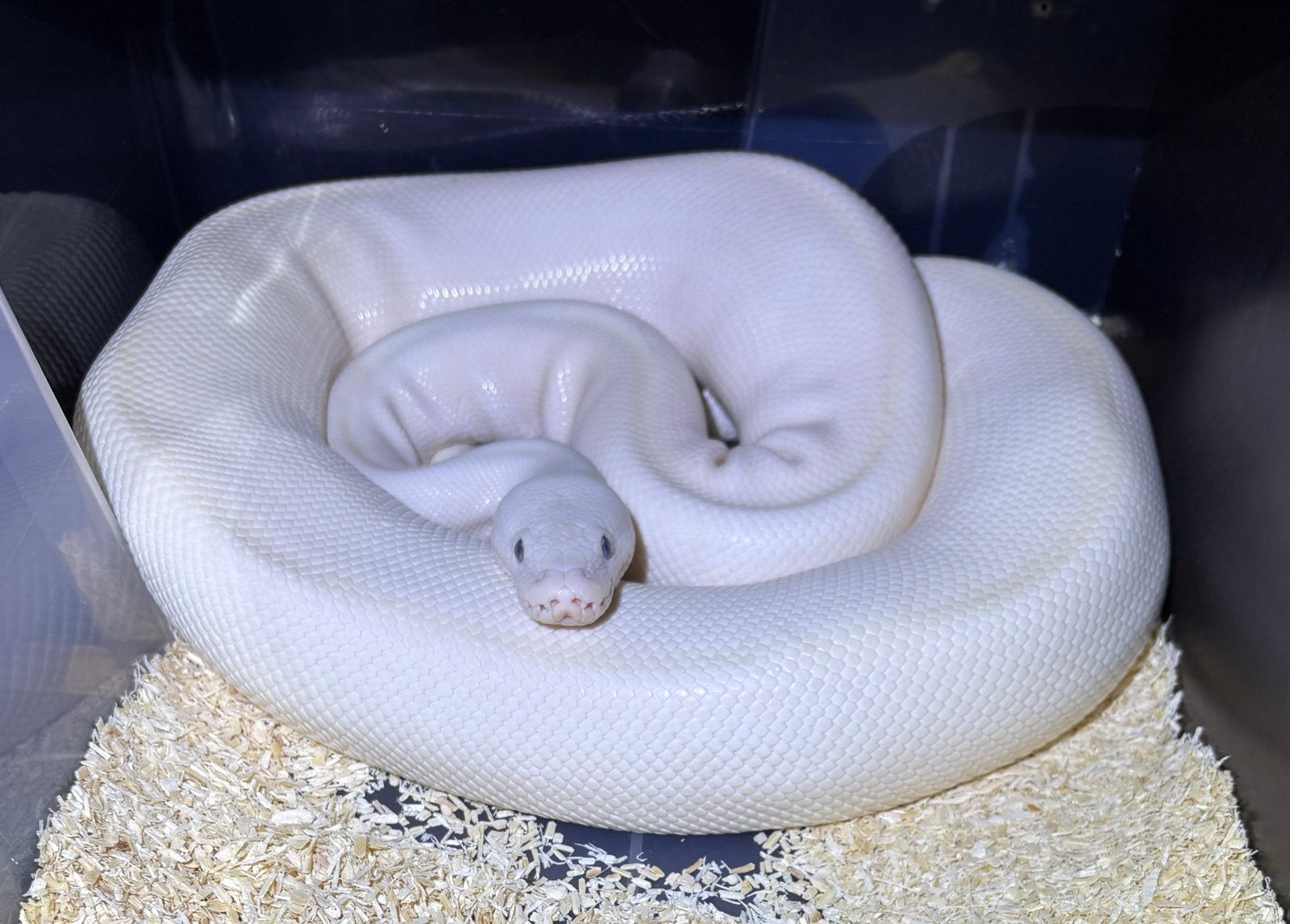 Femelle reproductrice leucistic aux yeux bleu, Animaux & Accessoires, Reptiles & Amphibiens