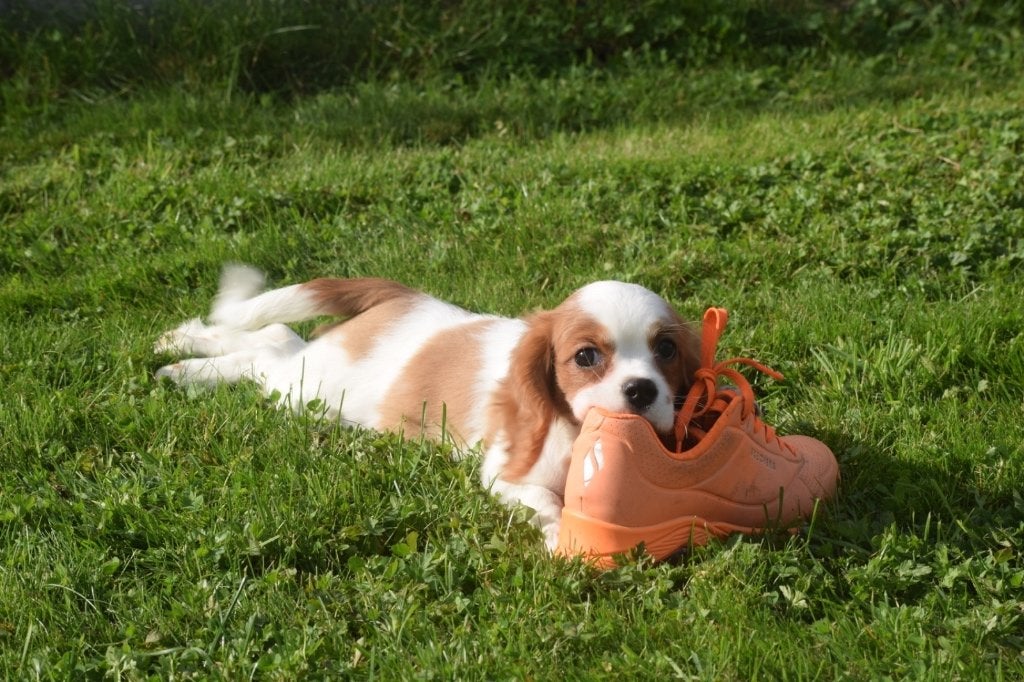 Cavalier King Charles spaniel pups, 15 weken tot 1 jaar, Buitenland, CDV (hondenziekte), Meerdere