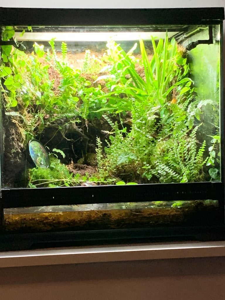 Paludarium, Dieren en Toebehoren, Ophalen, Gebruikt