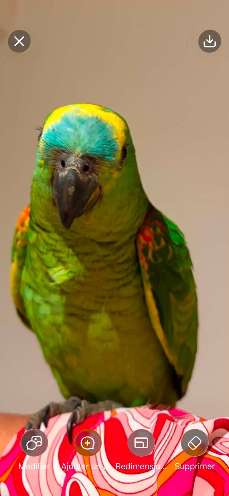 Amazone à front bleu mâle, Animaux & Accessoires, Oiseaux | Perruches & Perroquets, Mâle, Perroquet, Domestique