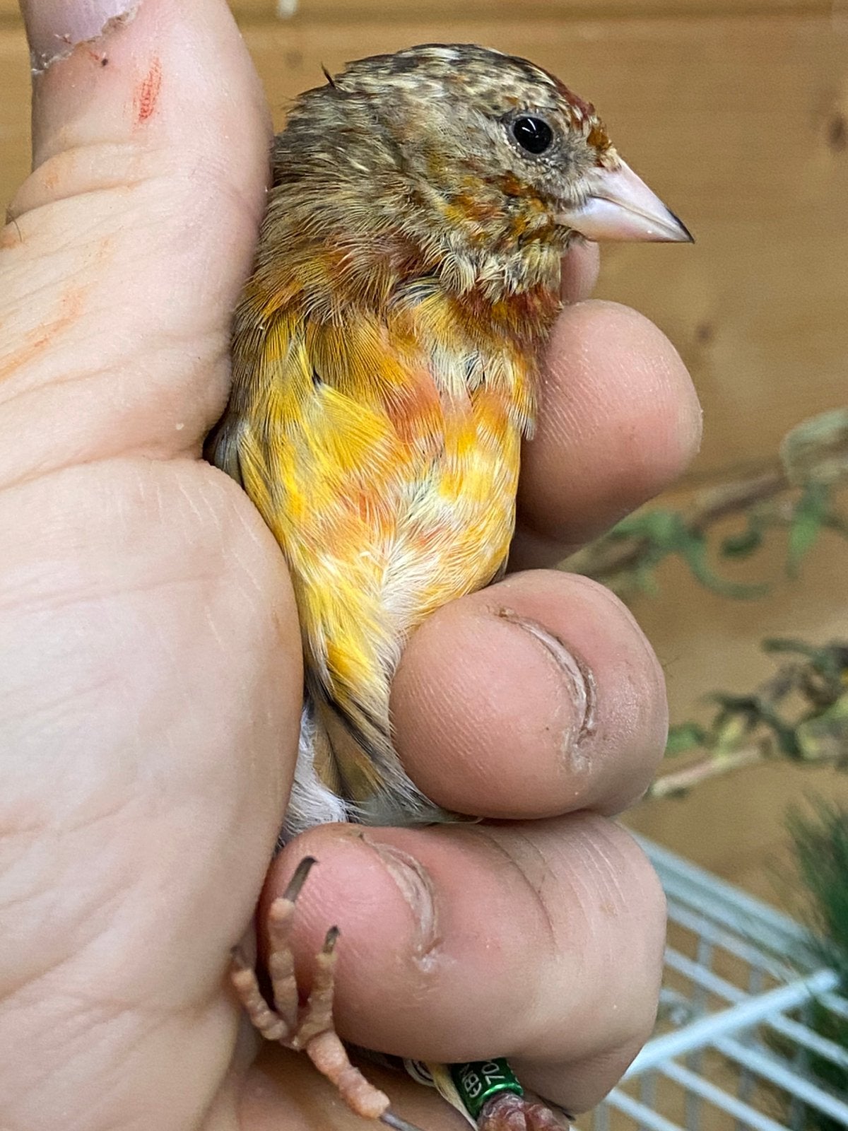 Kruising kleine distelvink x kanarie man 2026, Dieren en Toebehoren, Mannelijk, Wildzangvogel, Geringd