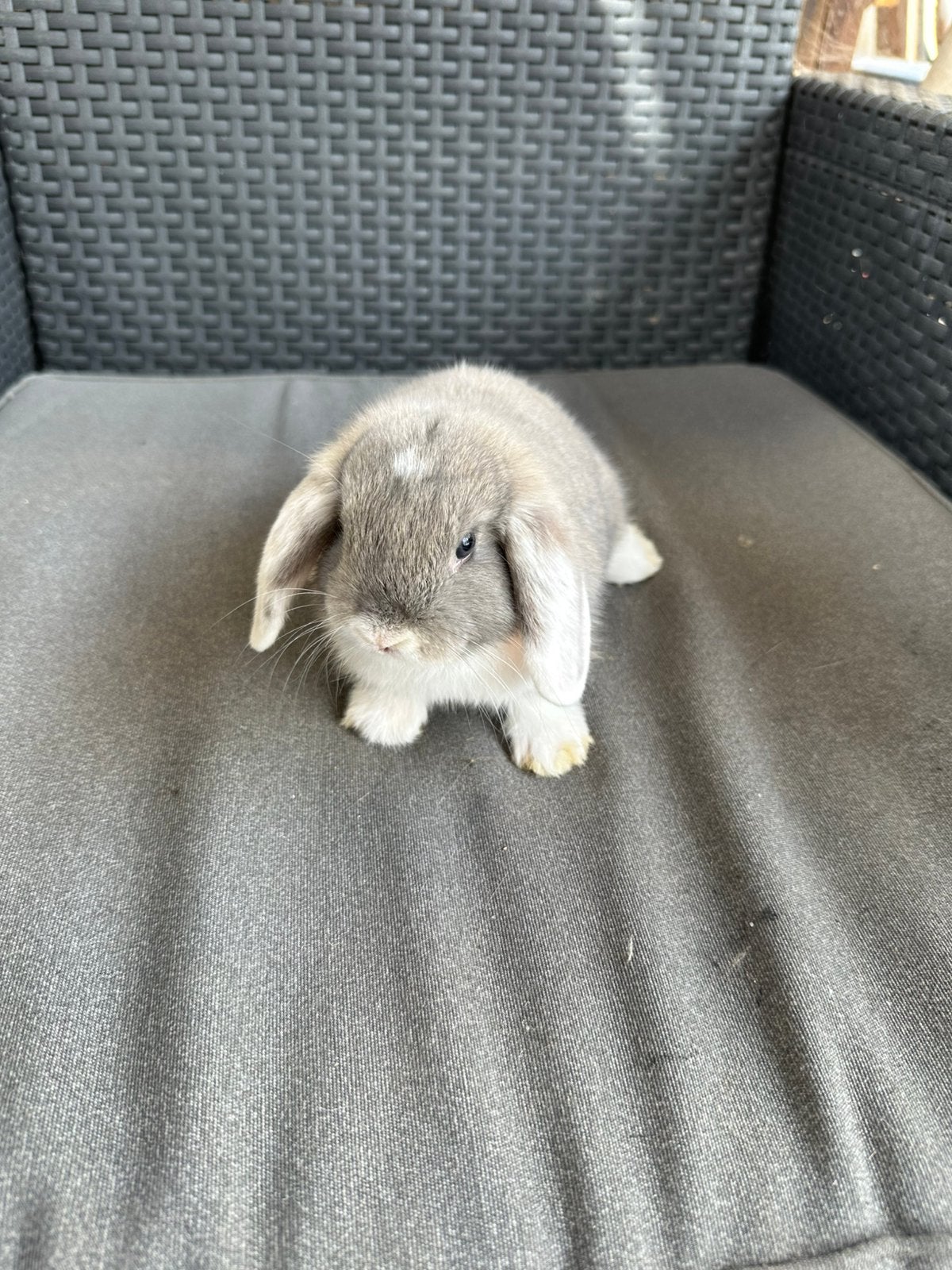 Nederlands/Hangoor/konijnen, Animaux & Accessoires, Lapins, Oreilles tombantes