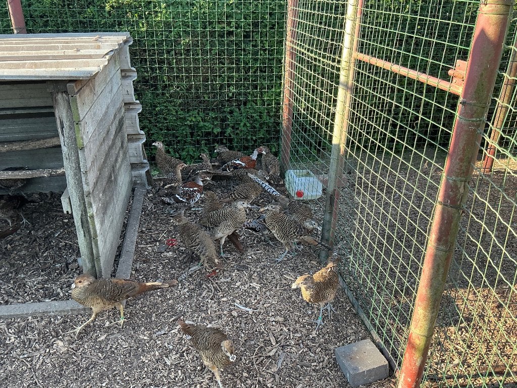 Fazanten, Dieren en Toebehoren