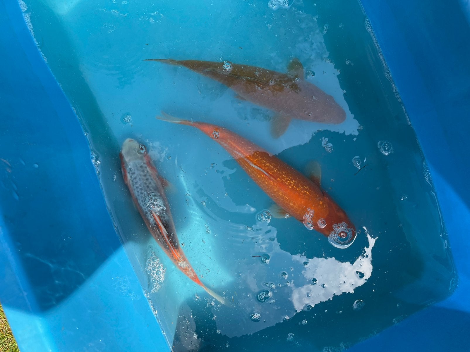 Jonge koi, Dieren en Toebehoren, Vissen | Vijvervissen