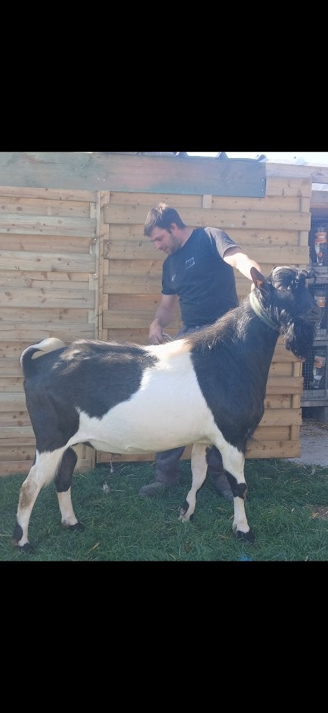 dekbok zwartbont stamboek, Dieren en Toebehoren, Mannelijk, Geit, 0 tot 2 jaar