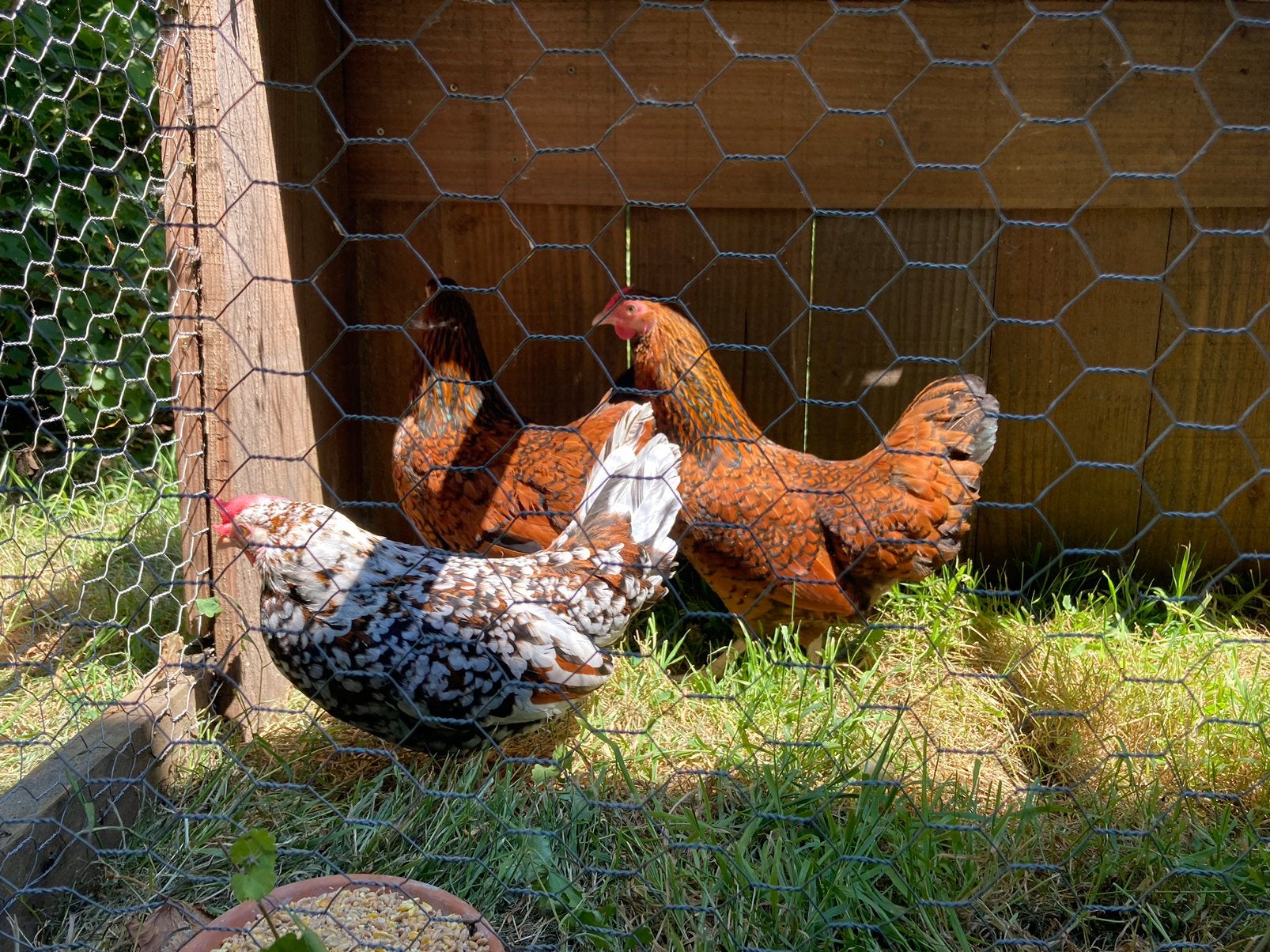 Krielkippen, Dieren en Toebehoren, Pluimvee, Kip, Vrouwelijk